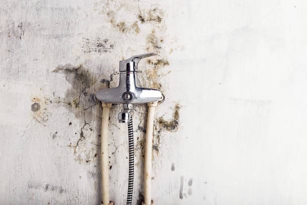 Best Black Mold Remediation in North Springfield, VA