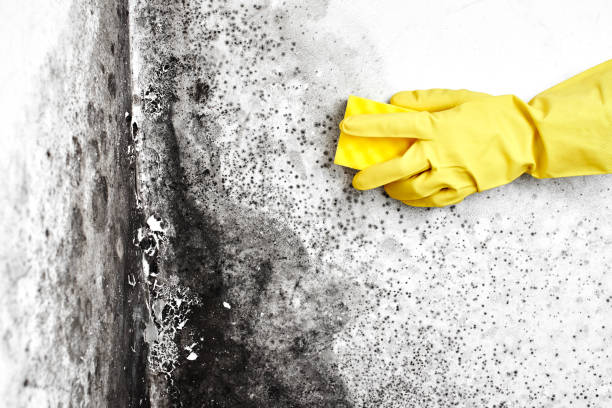 Best Insurance-Related Mold Remediation in North Springfield, VA