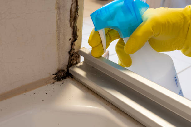 Best Bathroom Mold Remediation in North Springfield, VA