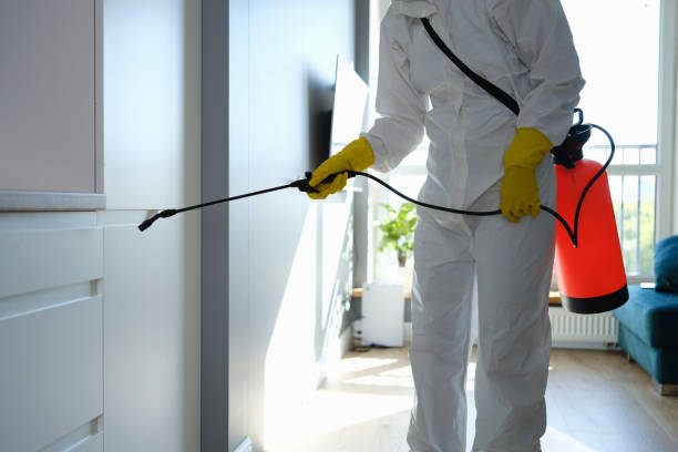 Best Mold Remediation for Schools in North Springfield, VA