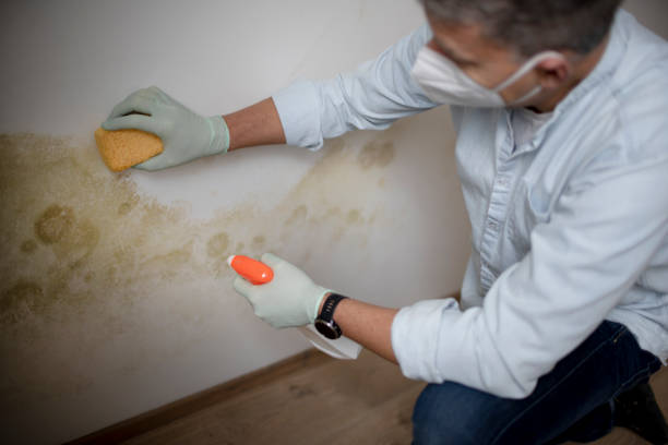 Trusted North Springfield, VA Mold Remediation Experts