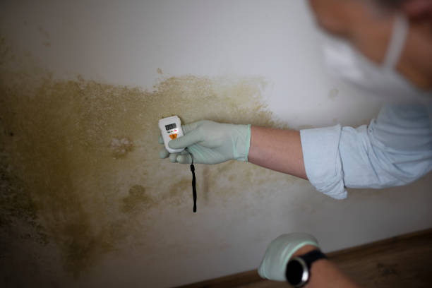 Best Post-Flood Mold Remediation in North Springfield, VA