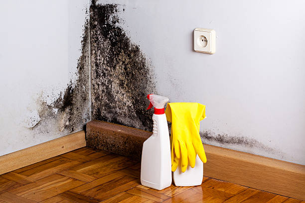 Trusted North Springfield, VA Mold Remediation Experts